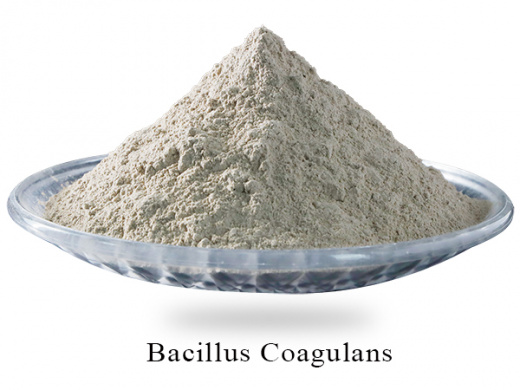 Пробиотик Bacillus Coagulans в России